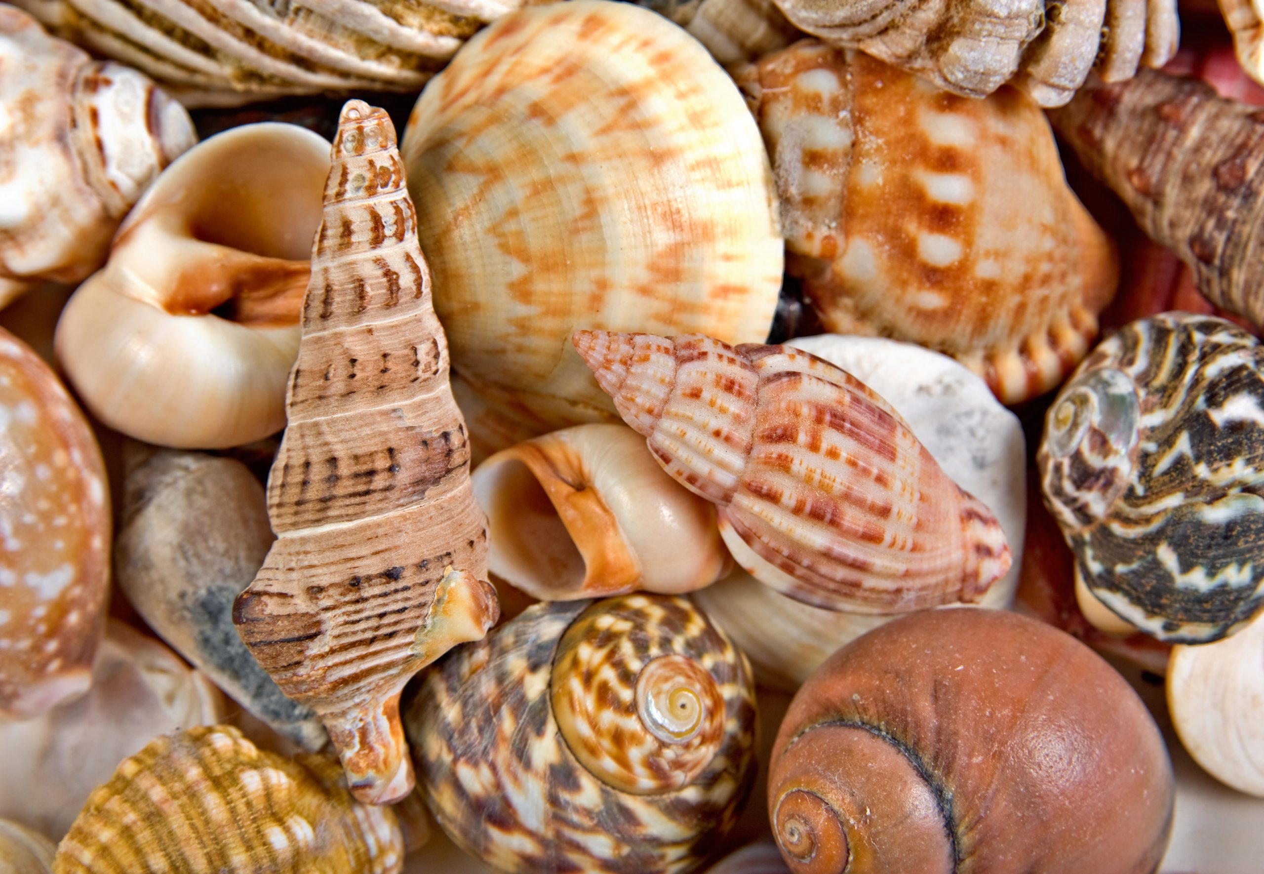 The Best Beaches For Finding Sea Shells