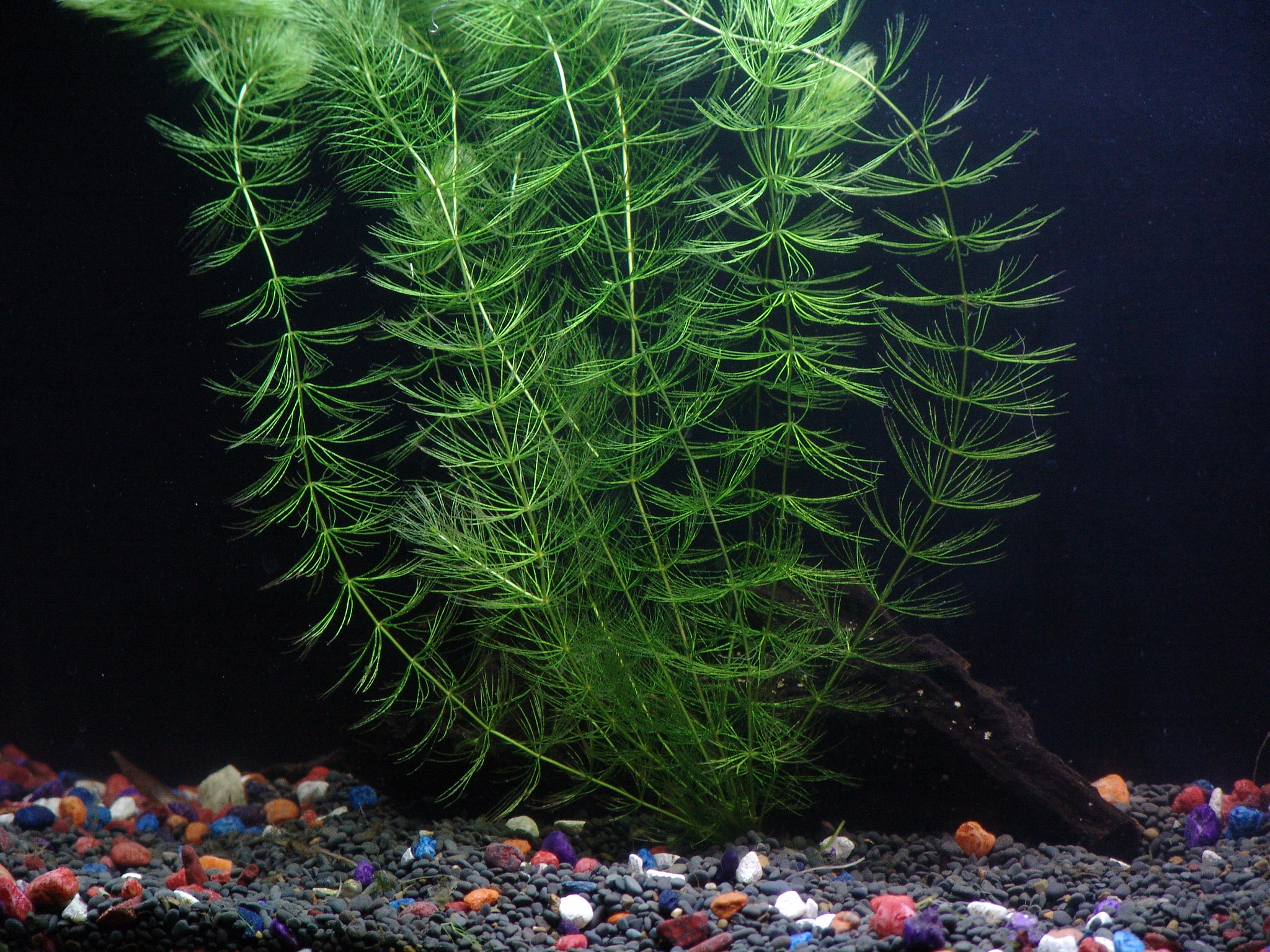 Aquarzon Live Aquarium Plants-The Best Thing