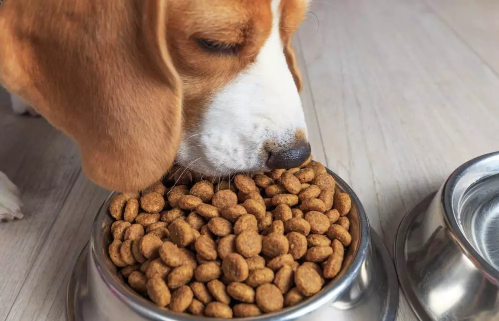 Useful Tips For Buying Dry Food For Your Pets