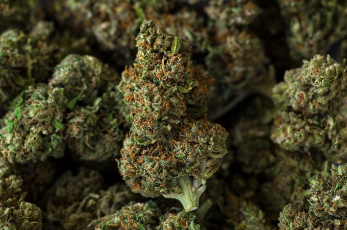 What You Need To Know About CBD Flowers 